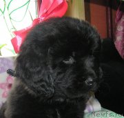 Превью фото № 202160