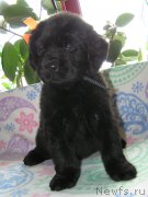 Превью фото № 202164