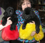 Превью фото № 202168