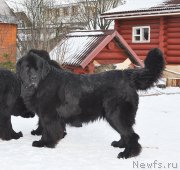 Превью фото № 202175