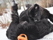 Превью фото № 202179