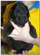 Превью фото № 202181