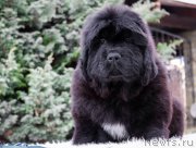 Превью фото № 202182