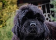 Превью фото № 202183