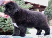 Превью фото № 202184