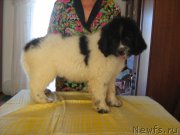 Превью фото № 202224