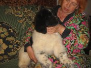 Превью фото № 202231