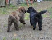 Превью фото № 202247