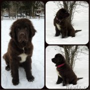 Превью фото № 202266