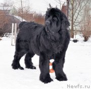 Превью фото № 202272