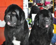 Превью фото № 202314