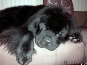 Превью фото № 202385