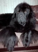 Превью фото № 202387