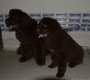 Превью фото № 202467