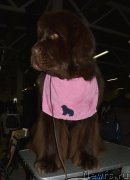 Превью фото № 202469