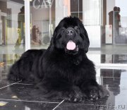 Превью фото № 202481