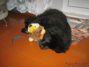 Превью фото № 202567