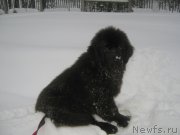 Превью фото № 202569