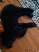 Превью фото № 202574