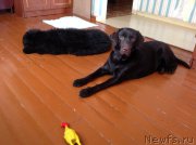 Превью фото № 202575