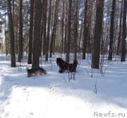 Превью фото № 202653