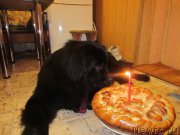 Превью фото № 202716