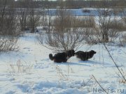 Превью фото № 202719