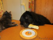 Превью фото № 202721