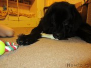 Превью фото № 202726