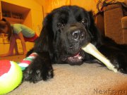 Превью фото № 202727