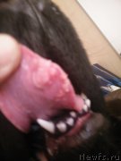 Превью фото № 202737