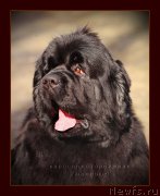 Превью фото № 202743