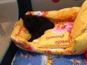 Превью фото № 202776