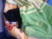 Превью фото № 202777