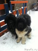 Превью фото № 202889