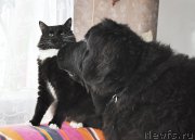 Превью фото № 202892