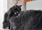 Превью фото № 202894