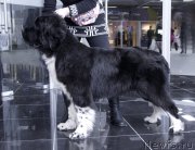 Превью фото № 202902