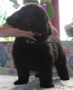 Превью фото № 202921