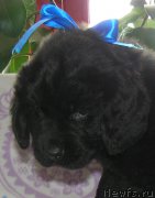 Превью фото № 202922