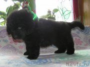 Превью фото № 202923