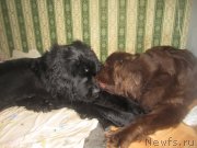 Превью фото № 202936