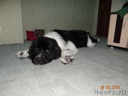 Превью фото № 202949