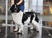 Превью фото № 202995