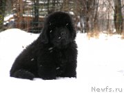 Превью фото № 203000