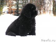 Превью фото № 203001