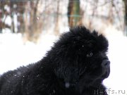 Превью фото № 203003