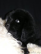 Превью фото № 203007