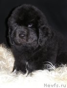 Превью фото № 203008