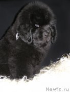 Превью фото № 203009